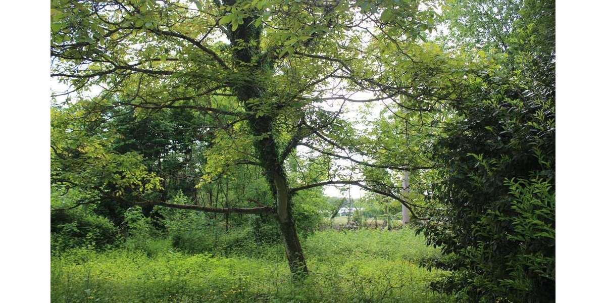 Grundstück zu verkaufen in Leichlingen 599.000 € 1580 m² zimmer