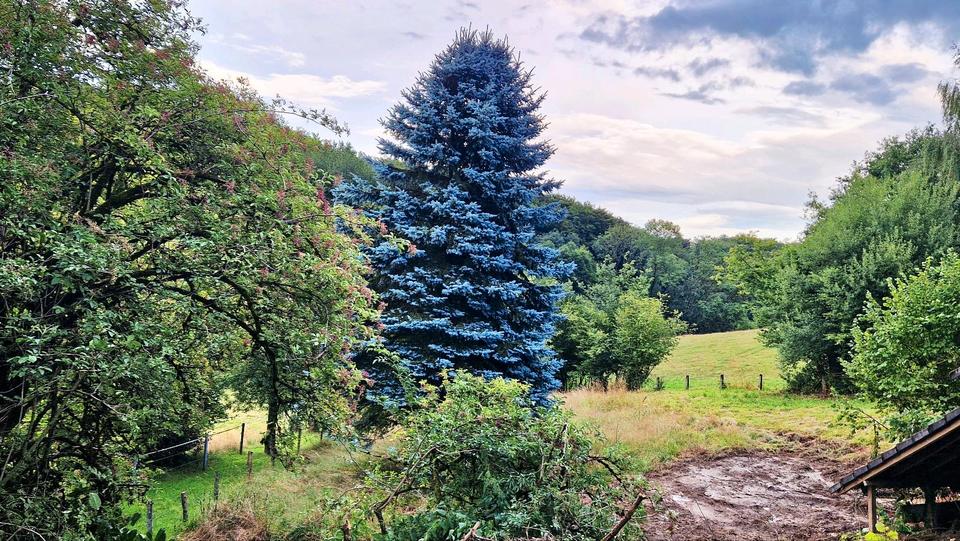 Doppelhaushälfte Wermelskirchen - 8 Zimmer, 170 m&sup2;, 449.000&euro; | Angebot:26066033