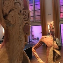 Körper Sonderausstellung 30.08.2026 Bürgerhaus in Velbert