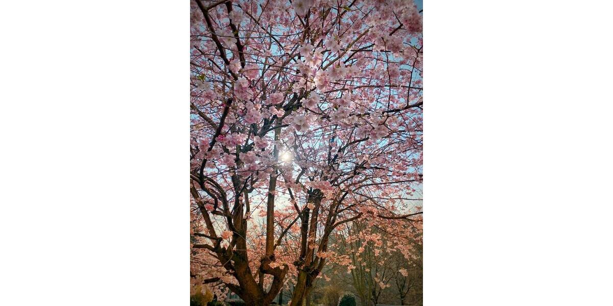 Etagenwohnung Ratingen Tiefenbroich - 3 Zimmer, 79 m&sup2;, 235.000&euro; | Angebot:25409165